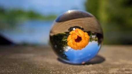 Radiant Flower Reflected in Glass Ball wallpaper