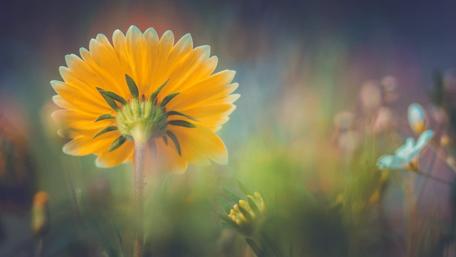 Dreamy Blossom in a Mystical Garden Field wallpaper