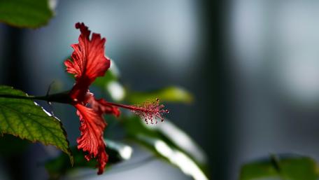 Hibiscus Elegance in Macro View wallpaper