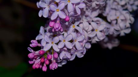 Delicate Lilac Blooms in Stunning Detail wallpaper