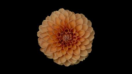 Elegant Peach Flower Against Black Background in 4K Quality wallpaper