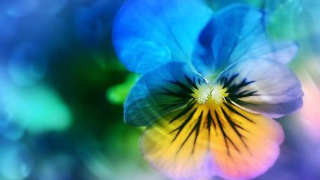 Dreamlike Pansy in Radiant Hues wallpaper