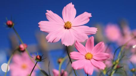 Blossoms in Sunny Skies wallpaper