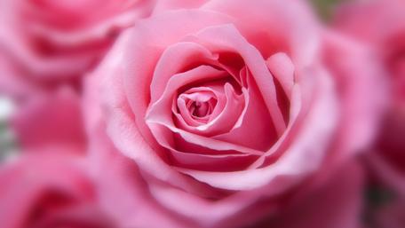 Pink Rose Elegance in Bloom wallpaper