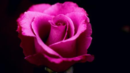 Vibrant Pink Rose in Blooming Beauty wallpaper