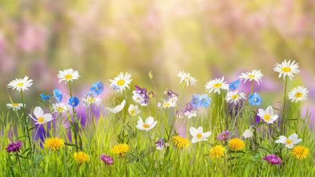 Field of Dreamy Wild Flowers wallpaper