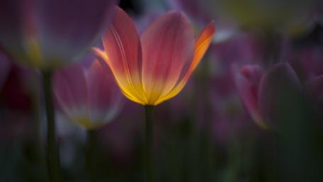 Vibrant Tulips Illuminating the Darkness wallpaper