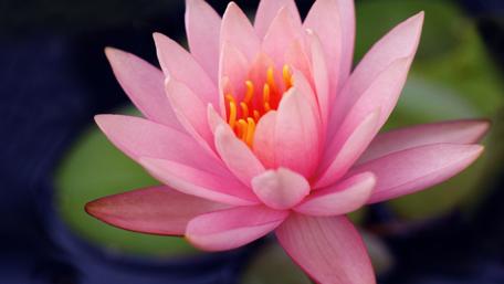Serene Pink Waterlily Blossom in 4K Quality wallpaper