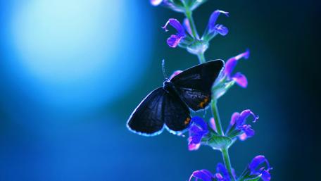 Stunning Butterfly on Wild Flower wallpaper