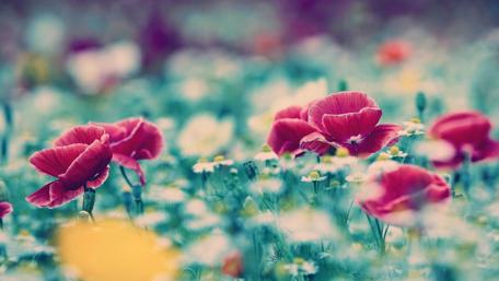 Serene Poppy Field in Blooming Summer Colors wallpaper