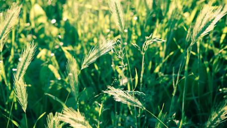 Gentle Green Grass and Delicate Flowers Wallpaper wallpaper