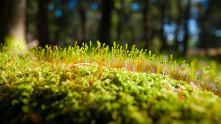 Lush Green Moss Carpet in Nature Scene wallpaper