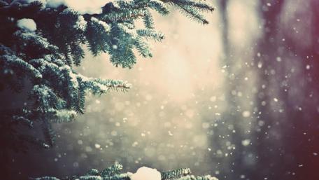 Winter Wonderland with Snowy Pines wallpaper