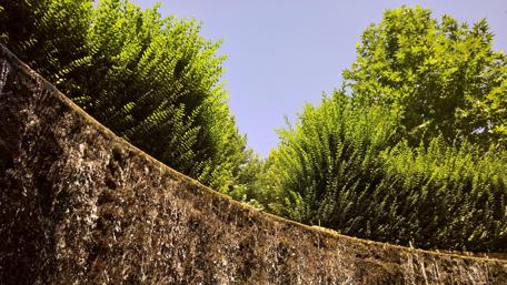 Lush Greenery under a Clear Sky wallpaper