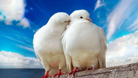 Love in the Sky with Doves wallpaper