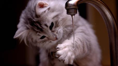 Curious Cat Plays with Water Flowing Faucet wallpaper