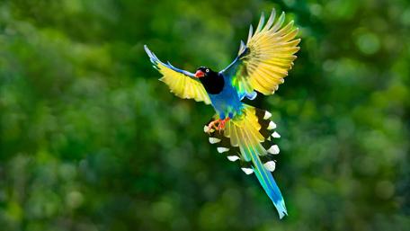Vibrant Bird in Flight Wallpaper wallpaper