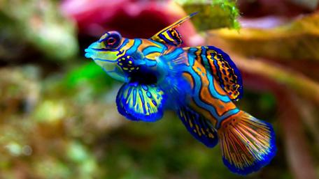Vibrant Symphony of Underwater Elegance wallpaper