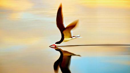 Graceful Bird in Motion Over Calm Waters wallpaper