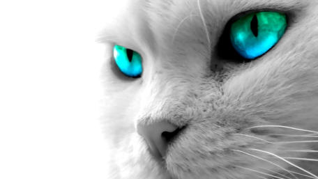 Hypnotic Cat Stare wallpaper