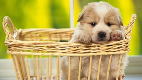 Adorable Puppy in a Cozy Basket for Your Wallpaper wallpaper