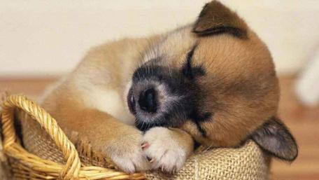 Sleeping Puppy Bliss wallpaper