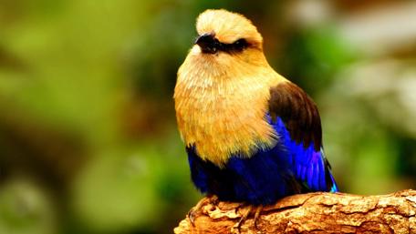 Vibrant Bird Perched Gracefully on Branch wallpaper
