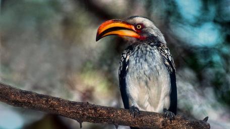Vibrant Bird Perched on a Branch wallpaper