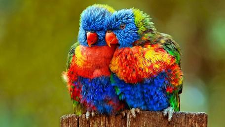 Parrots in Vibrant Harmony: A Romantic Display of Colorful Love wallpaper