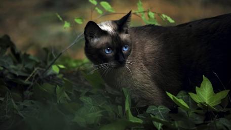 Mystical Siamese Cat in Nature wallpaper