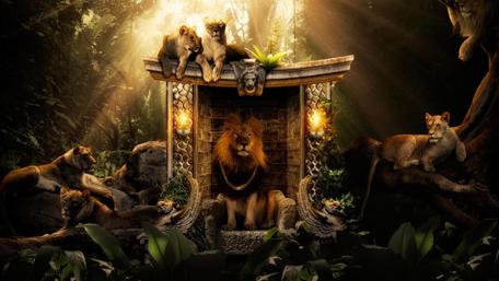 Majestic King of the Jungle wallpaper