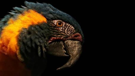 Vibrant Parrot Portrait Against a Dark Background wallpaper
