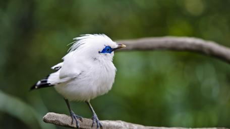 Elegant White Bird Perched on a Branch wallpaper