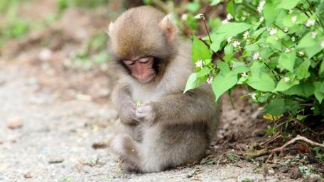 Adorable Monkey Enjoying Nature’s Delights wallpaper