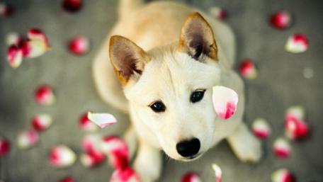 Charming Puppy Surrounded by Petals wallpaper