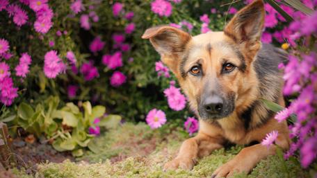 Adorable German Shepherd in Blooming Garden wallpaper