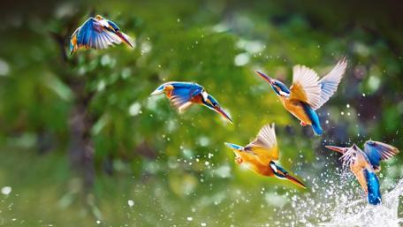 Colorful Kingfisher in Motion Over Water wallpaper
