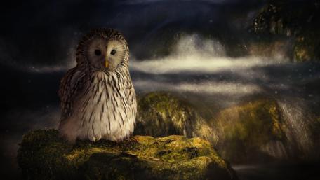 Enchanted Owl in a Dreamy Landscape wallpaper