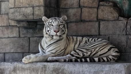 Majestic White Tiger Resting Calmly on Stone Wall wallpaper