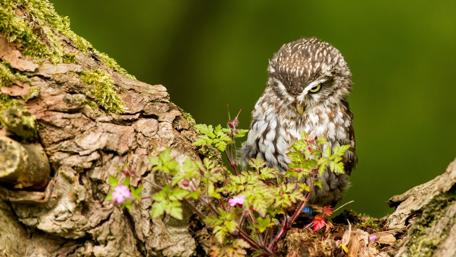 Charming Owl Perched on Mossy Tree Stump wallpaper