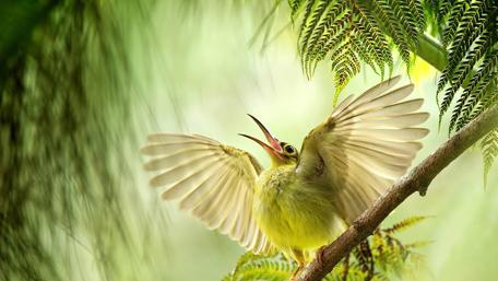 Bird in Mid-Song on a Branch wallpaper