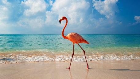 Flamingo Stroll by the Sea wallpaper