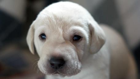 Adorable Labrador Puppy Bliss wallpaper