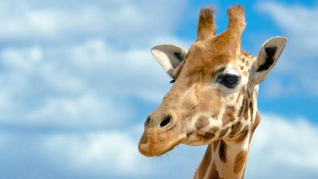 Adorable Giraffe Against a Bright Sky wallpaper