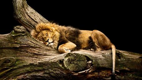 Sleeping Majesty on a Fallen Log wallpaper