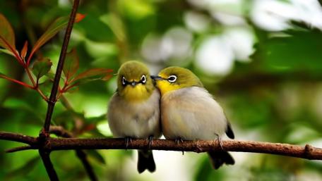 Sweet Lovebirds Nestled Together on a Branch wallpaper