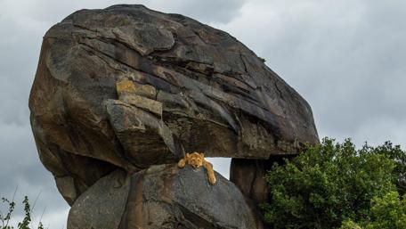 Majestic Lion Resting on Rocky Outcrop wallpaper