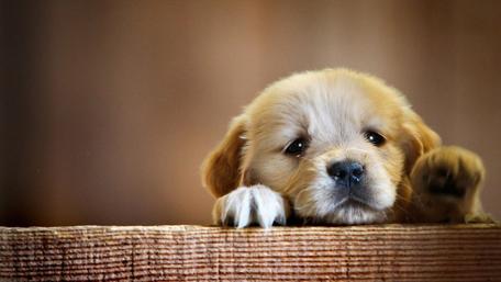 Puppy Paws and Gentle Whispers of Love wallpaper