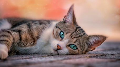Charming Cat Relaxing in Comfort wallpaper