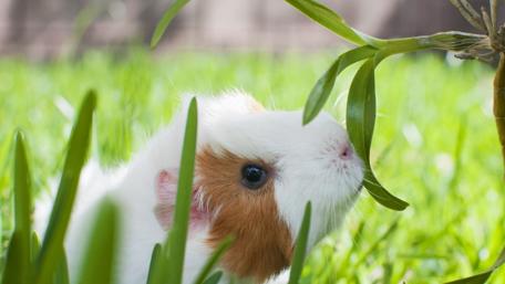 Cute Guinea Pig in Lush Grass Field wallpaper